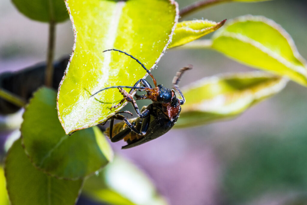 Japanese Beetles
