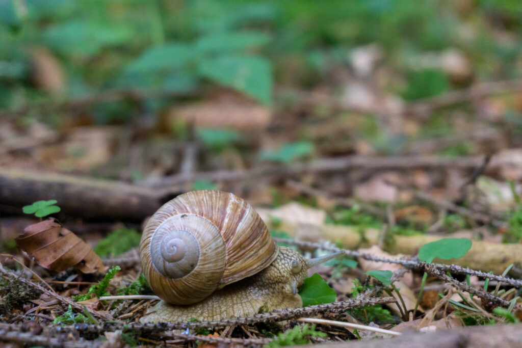 Effective Snail Management