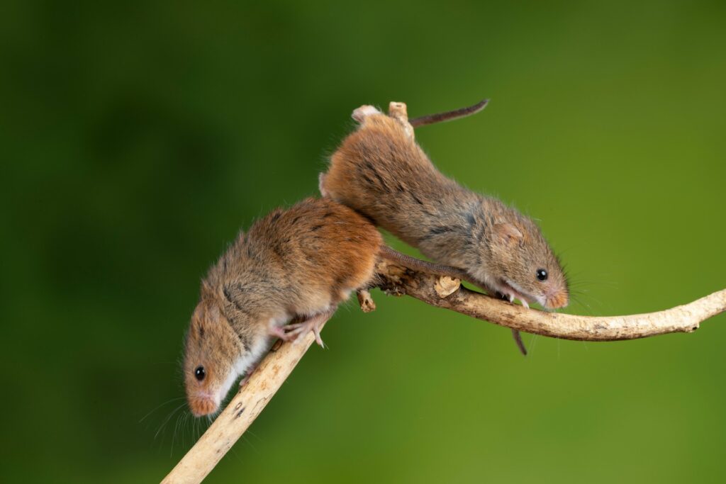 Rodent Infestations
