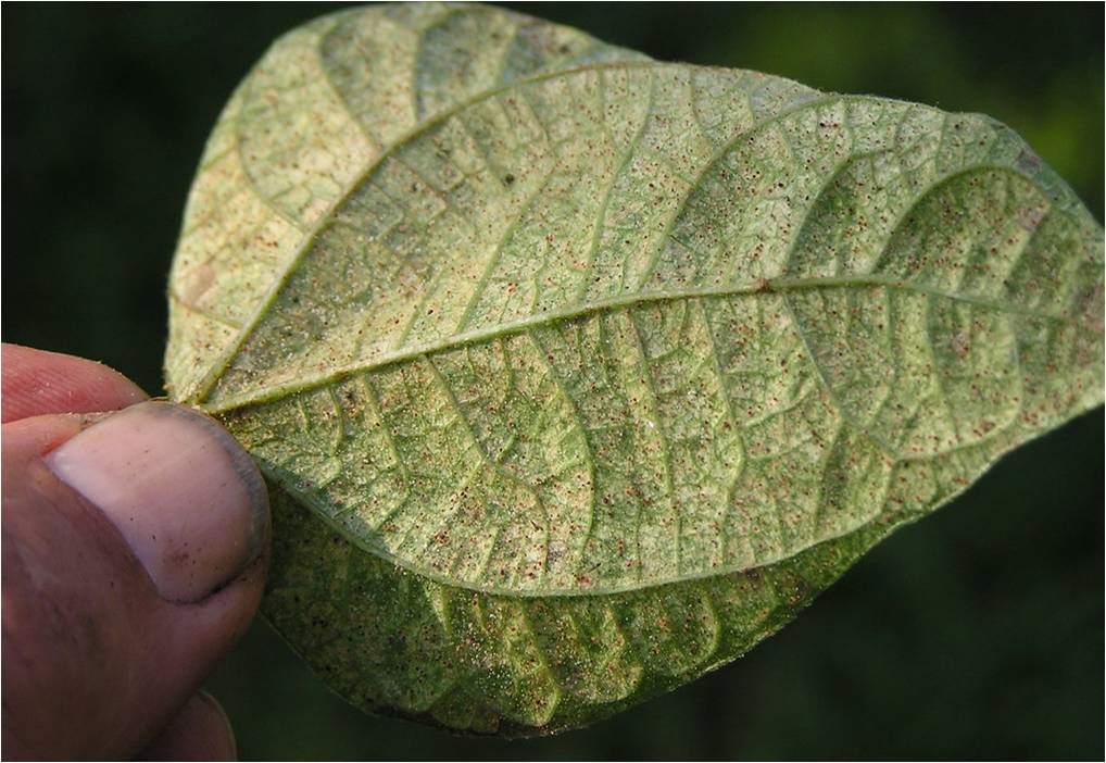 Combat Spider Mites