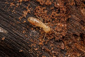 termites