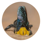 Specialty Pest Solutions