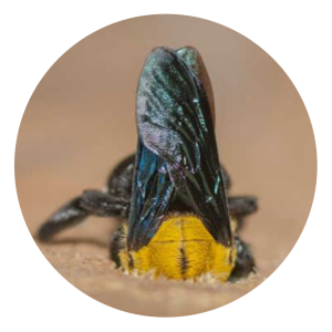Specialty Pest Solutions