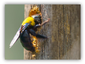 Carpenter Bee Pest Control in Sevier, Knox & Blount