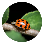 Specialty Pest Solutions
