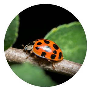 Specialty Pest Solutions