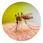 Specialty Pest Solutions
