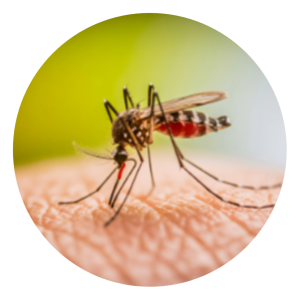 Specialty Pest Solutions