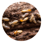 Termite Pest Control Solutions