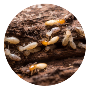 Termite Pest Control Solutions