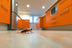 cockroach on the floor