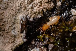 termite protection