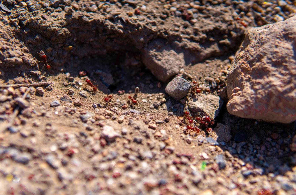 ant mound