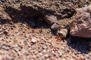 ant mound