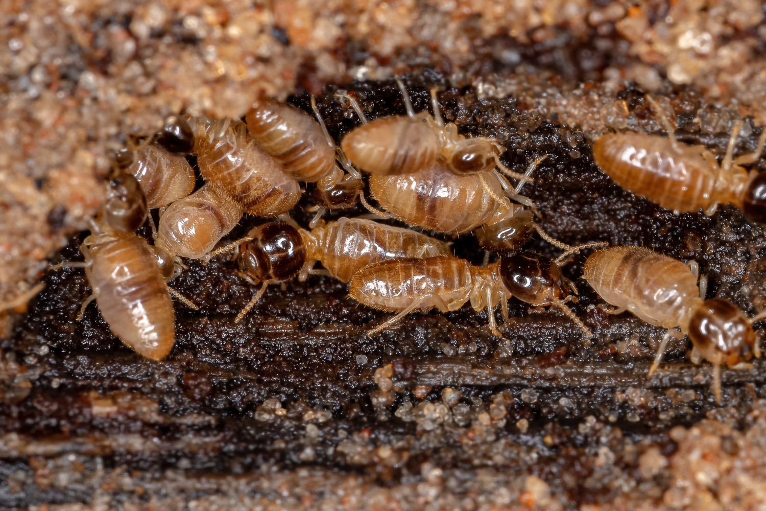 Knoxville Termite Swarm Season Tips for Homeowners