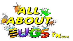 Pest and Termite Control Sevierville TN