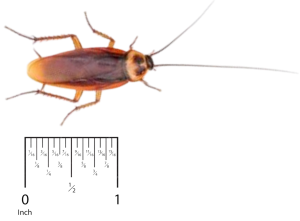 American Cockroach Pest Control in Sevierville and Eastern TN