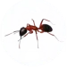 Ant Pest Control for Sevierville TN and Surrounding Areas