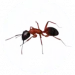 Ant Pest Control for Sevierville TN and Surrounding Areas