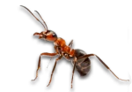 Ant Infestations in Sevierville, Tennessee