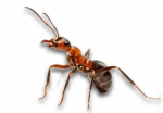Ant Infestations in Sevierville, Tennessee