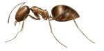 Argentine Ant Pest Control in Sevierville and Eastern TN