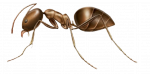 Argentine Ant Pest Control in Sevierville and Eastern TN