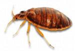 Bed Bug Infestations in Sevierville, TN