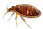Bed Bug Infestations in Sevierville, TN