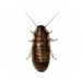 Cock Roach Pest Control for Sevierville TN and Surrounding Areas