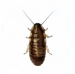 Cock Roach Pest Control for Sevierville TN and Surrounding Areas