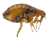Pest Control Services in Sevierville, TN