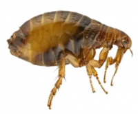 Pest Control Services in Sevierville, TN