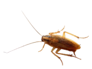 Cockroach - - Common Pantry Pests in Sevierville, TN