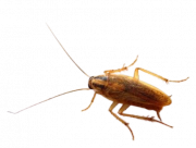 Cockroach - - Common Pantry Pests in Sevierville, TN