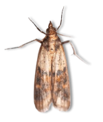 Indian Meal Moth - Common Pantry Pests in Sevierville, TN