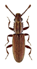 Merchant Grain Beetle, Common Pantry Pest in Sevierville, TN