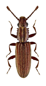 Merchant Grain Beetle, Common Pantry Pest in Sevierville, TN