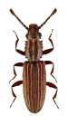 Merchant Grain Beetle, Common Pantry Pest in Sevierville, TN