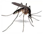 Pest Control Services in Sevierville, TN