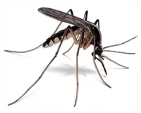 Pest Control Services in Sevierville, TN
