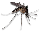 Mosquito Infestations in Sevierville, Tennessee