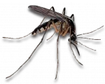 Mosquito Infestations in Sevierville, Tennessee