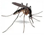 Pest Control Services in Sevierville, TN