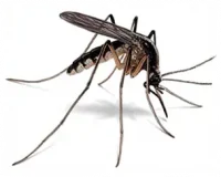 Pest Control Services in Sevierville, TN