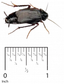 Oriental Cockroach Pest Control in Sevierville and Eastern TN