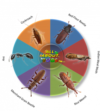 Pantry Pest Control in Sevierville and Eastern, TN