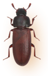 Pantry Pest Control Red Flour Beetle - Common Pantry Pests in Sevierville, TN