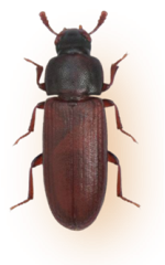 Pantry Pest Control Red Flour Beetle - Common Pantry Pests in Sevierville, TN