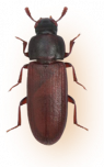 Pantry Pest Control Red Flour Beetle - Common Pantry Pests in Sevierville, TN